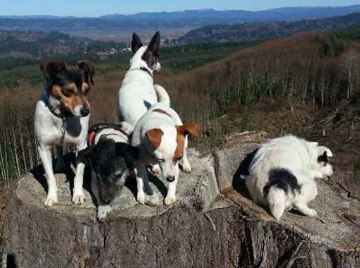 Jack russell terrier rescue deals oregon